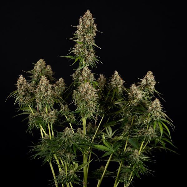 Runtz F1 Autoflorescente (Zamnesia Seeds) feminizada