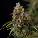 Runtz F1 Autoflorescente (Zamnesia Seeds) feminizada
