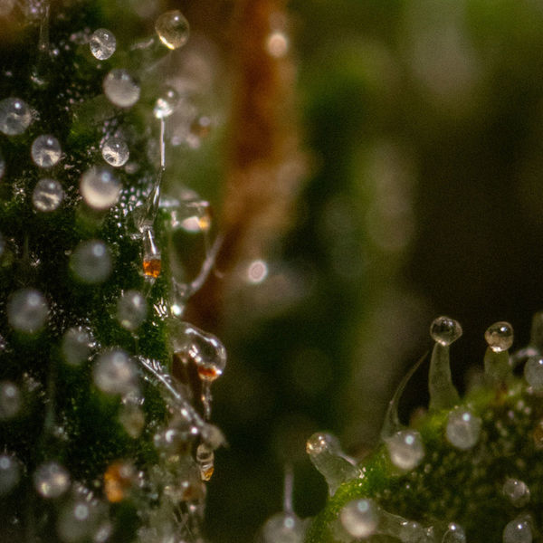 Runtz F1 Autoflorescente (Zamnesia Seeds) feminizada