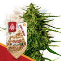 Do-Si-Dos F1 Autoflorescente (Zamnesia Seeds) Feminizada