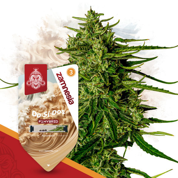 Do-Si-Dos F1 Autoflorescente (Zamnesia Seeds) Feminizada