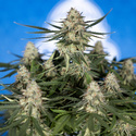 Do-Si-Dos F1 Autoflorescente (Zamnesia Seeds) Feminizada