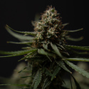 Do-Si-Dos F1 Autoflorescente (Zamnesia Seeds) Feminizada