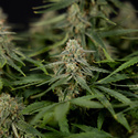 Do-Si-Dos F1 Autoflorescente (Zamnesia Seeds) Feminizada