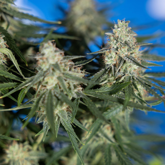 Do-Si-Dos F1 Autoflorescente (Zamnesia Seeds) Feminizada