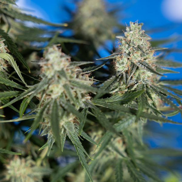 Do-Si-Dos F1 Autoflorescente (Zamnesia Seeds) Feminizada