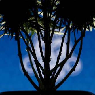 Do-Si-Dos F1 Autoflorescente (Zamnesia Seeds) Feminizada