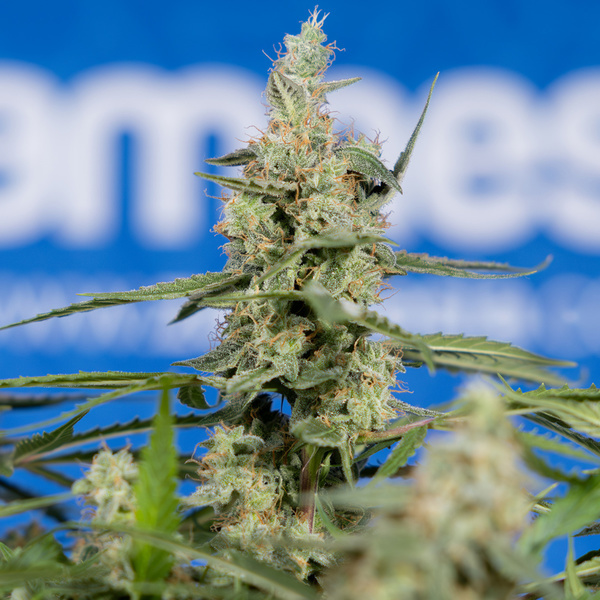 Do-Si-Dos F1 Autoflorescente (Zamnesia Seeds) Feminizada