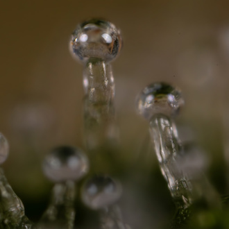 Do-Si-Dos F1 Autoflorescente (Zamnesia Seeds) Feminizada