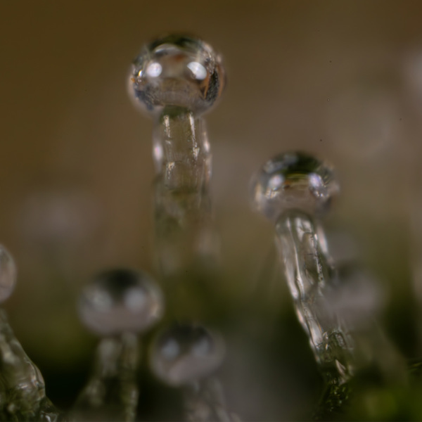 Do-Si-Dos F1 Autoflorescente (Zamnesia Seeds) Feminizada