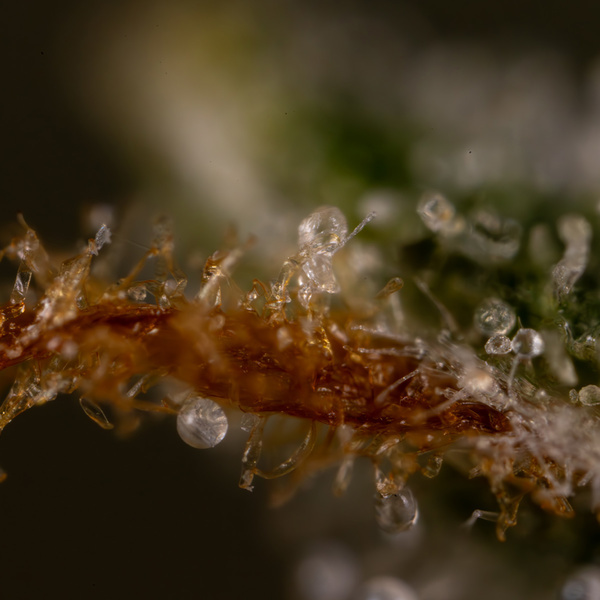 Do-Si-Dos F1 Autoflorescente (Zamnesia Seeds) Feminizada