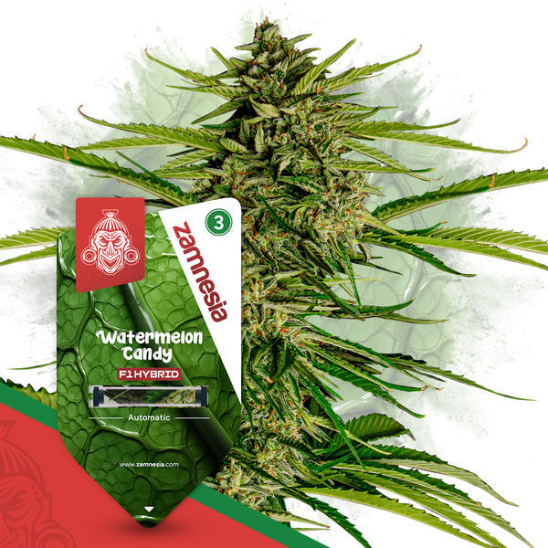 Watermelon Candy F1 Autoflorecente (Zamnesia Seeds) feminizada