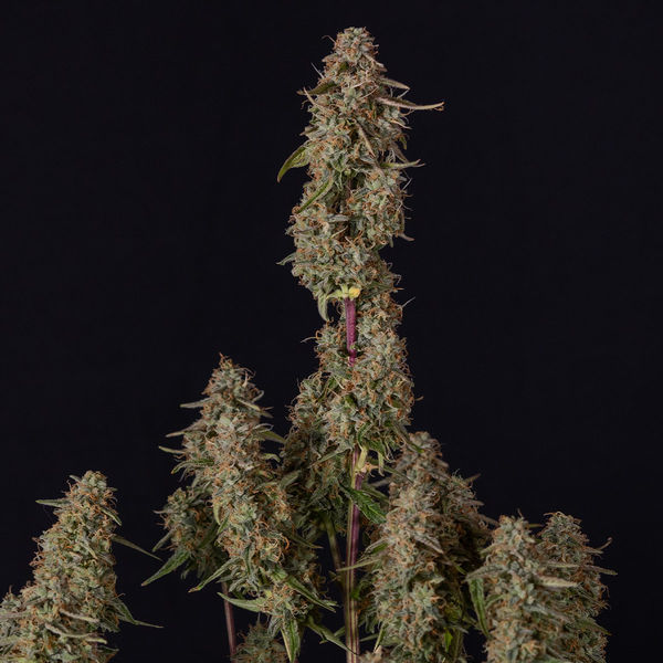 Watermelon Candy F1 Autoflorecente (Zamnesia Seeds) feminizada