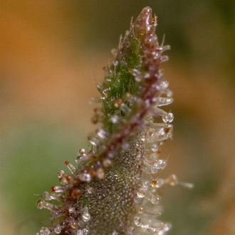 Watermelon Candy F1 Autoflorecente (Zamnesia Seeds) feminizada