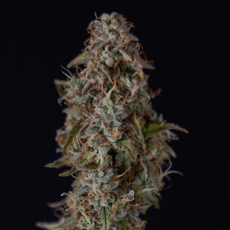 Watermelon Candy F1 Autoflorecente (Zamnesia Seeds) feminizada