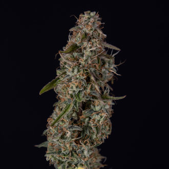 Watermelon Candy F1 Autoflorecente (Zamnesia Seeds) feminizada