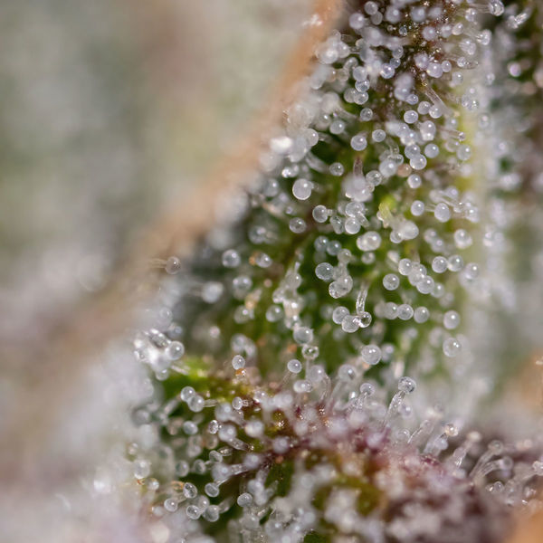 Watermelon Candy F1 Autoflorecente (Zamnesia Seeds) feminizada