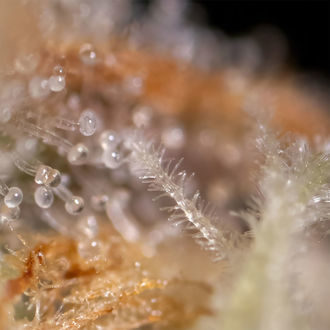 Watermelon Candy F1 Autoflorecente (Zamnesia Seeds) feminizada