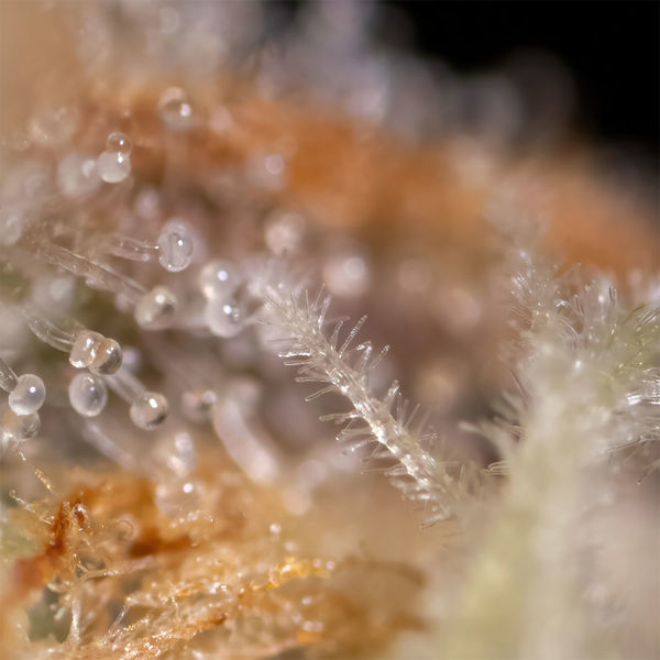 Watermelon Candy F1 Autoflorecente (Zamnesia Seeds) feminizada