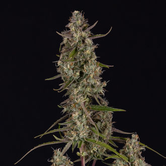 Watermelon Candy F1 Autoflorecente (Zamnesia Seeds) feminizada