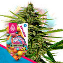 Wurlz F1 Autoflorescente (Zamnesia Seeds) feminizada