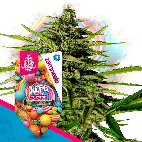 Wurlz F1 Autoflorescente (Zamnesia Seeds) feminizada
