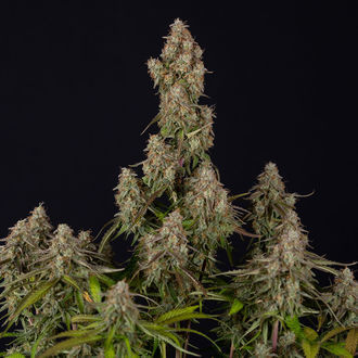 Wurlz F1 Autoflorescente (Zamnesia Seeds) feminizada
