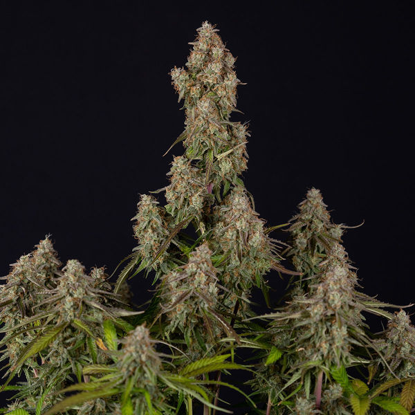 Wurlz F1 Autoflorescente (Zamnesia Seeds) feminizada