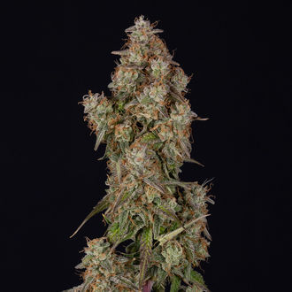 Wurlz F1 Autoflorescente (Zamnesia Seeds) feminizada