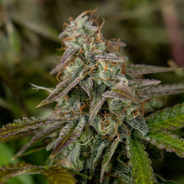 Wurlz F1 Autoflorescente (Zamnesia Seeds) feminizada