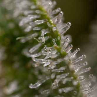 Wurlz F1 Autoflorescente (Zamnesia Seeds) feminizada