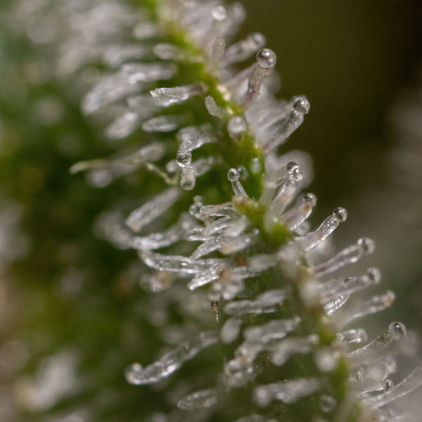 Wurlz F1 Autoflorescente (Zamnesia Seeds) feminizada