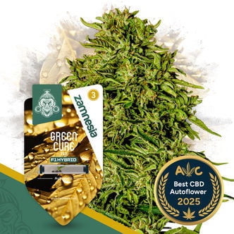 Green Cure CBD F1 Autoflorescentes (Zamnesia Seeds) feminizadas