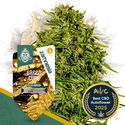 Green Cure CBD F1 Autoflorescentes (Zamnesia Seeds) feminizadas