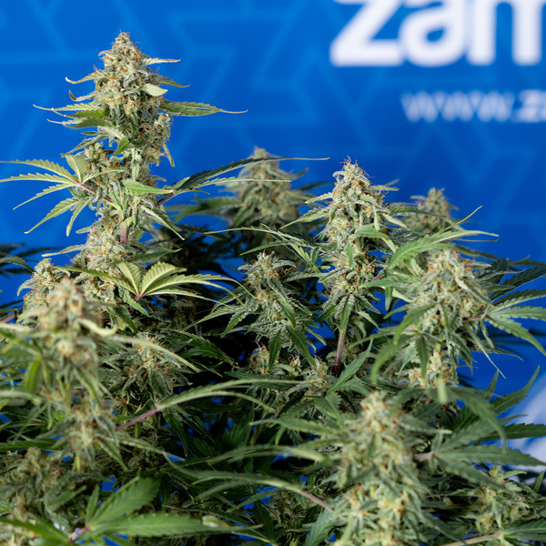 Green Cure CBD F1 Autoflorescentes (Zamnesia Seeds) feminizadas