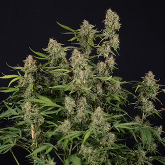 Green Cure CBD F1 Autoflorescentes (Zamnesia Seeds) feminizadas