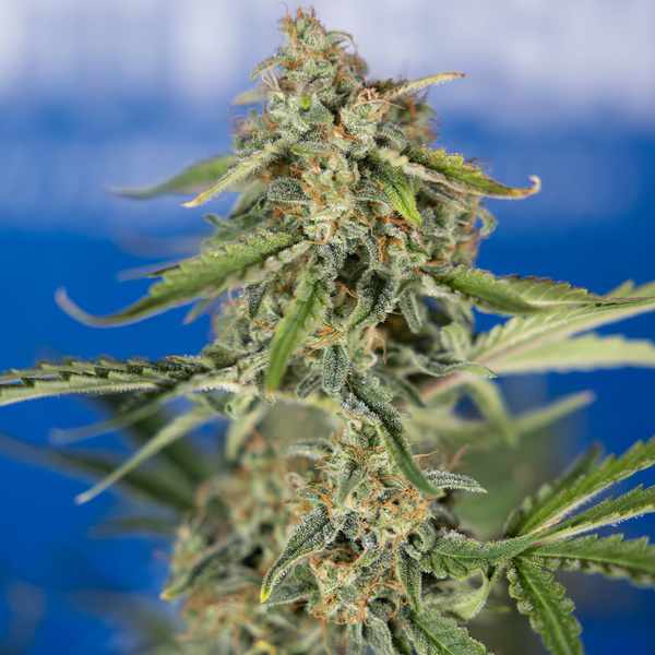 Green Cure CBD F1 Autoflorescentes (Zamnesia Seeds) feminizadas