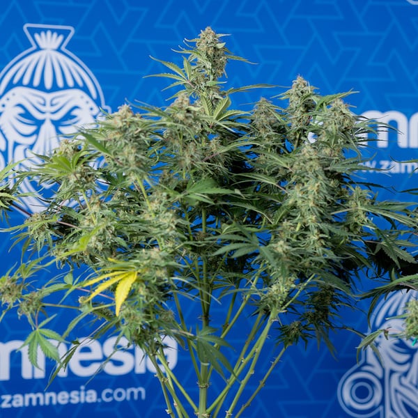Green Cure CBD F1 Autoflorescentes (Zamnesia Seeds) feminizadas
