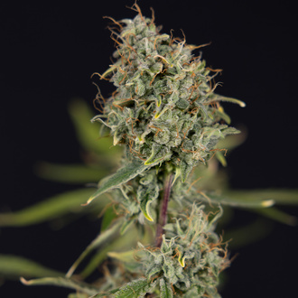 Green Cure CBD F1 Autoflorescentes (Zamnesia Seeds) feminizadas
