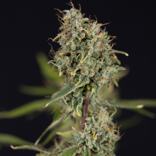 Green Cure CBD F1 Autoflorescentes (Zamnesia Seeds) feminizadas