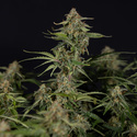 Green Cure CBD F1 Autoflorescentes (Zamnesia Seeds) feminizadas
