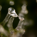 Green Cure CBD F1 Autoflorescentes (Zamnesia Seeds) feminizadas