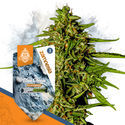 Blue Cheese F1 Autoflorescente (Zamnesia Seeds) Feminizada