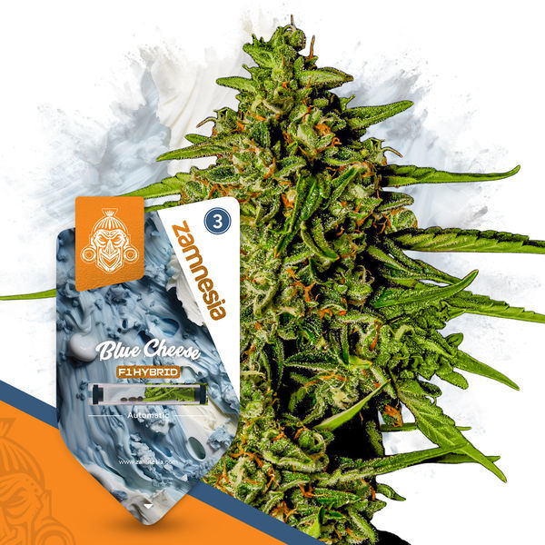 Blue Cheese F1 Autoflorescente (Zamnesia Seeds) Feminizada