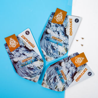 Blue Cheese F1 Autoflorescente (Zamnesia Seeds) Feminizada