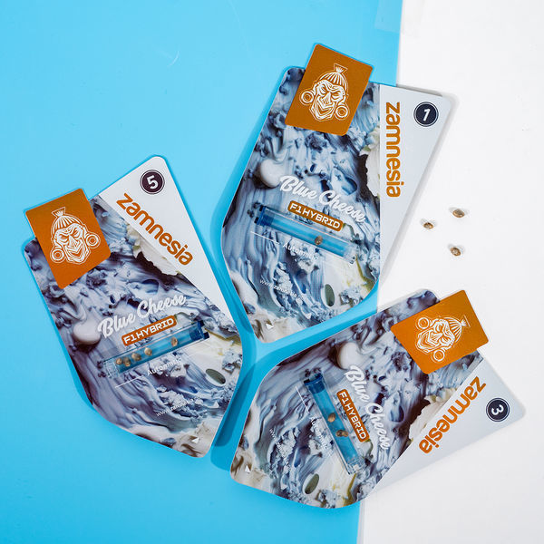 Blue Cheese F1 Autoflorescente (Zamnesia Seeds) Feminizada