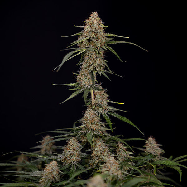 Blue Cheese F1 Autoflorescente (Zamnesia Seeds) Feminizada