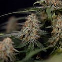 Blue Cheese F1 Autoflorescente (Zamnesia Seeds) Feminizada