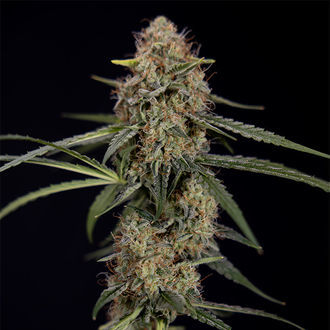 Blue Cheese F1 Autoflorescente (Zamnesia Seeds) Feminizada