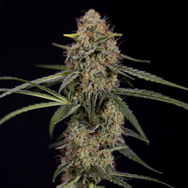 Blue Cheese F1 Autoflorescente (Zamnesia Seeds) Feminizada